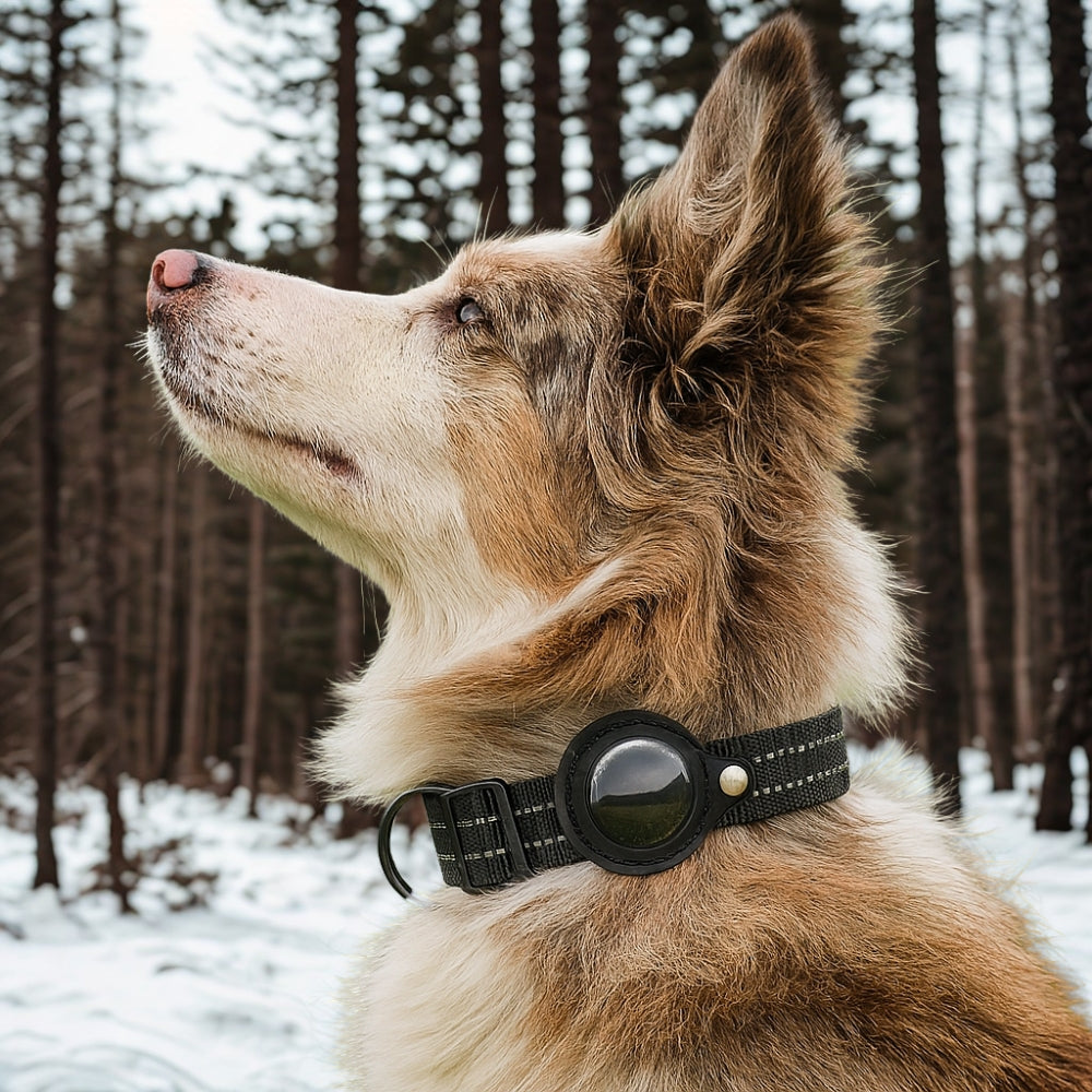 TrackGo Dog Collar
